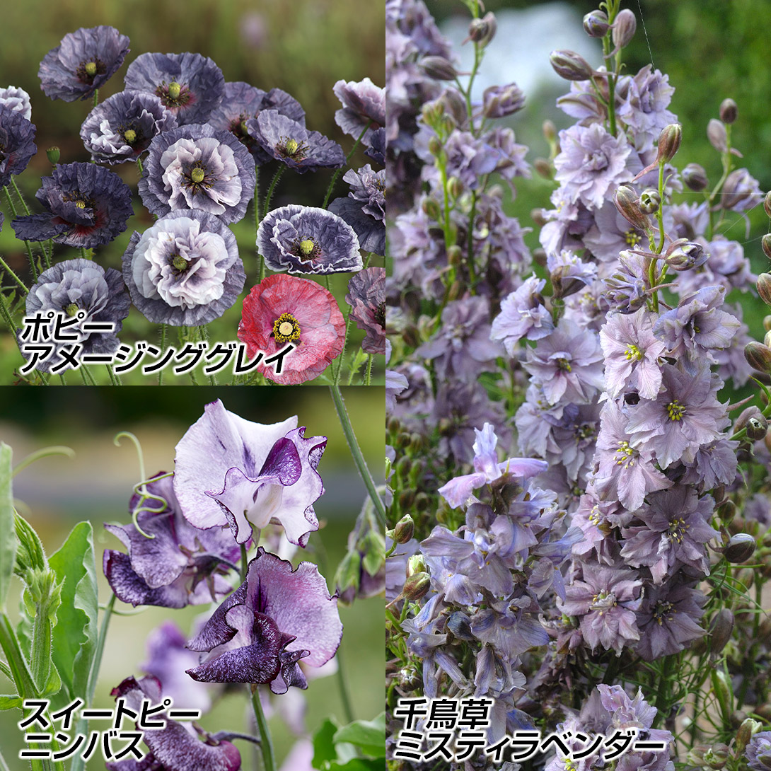 種 花たね スモーキーセット 3種3袋