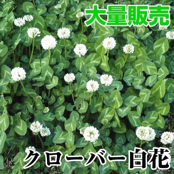 種 花たね 大量たね クローバー 白花