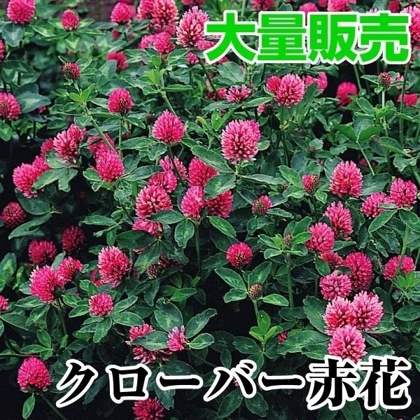 種 花たね 大量たね クローバー 赤花