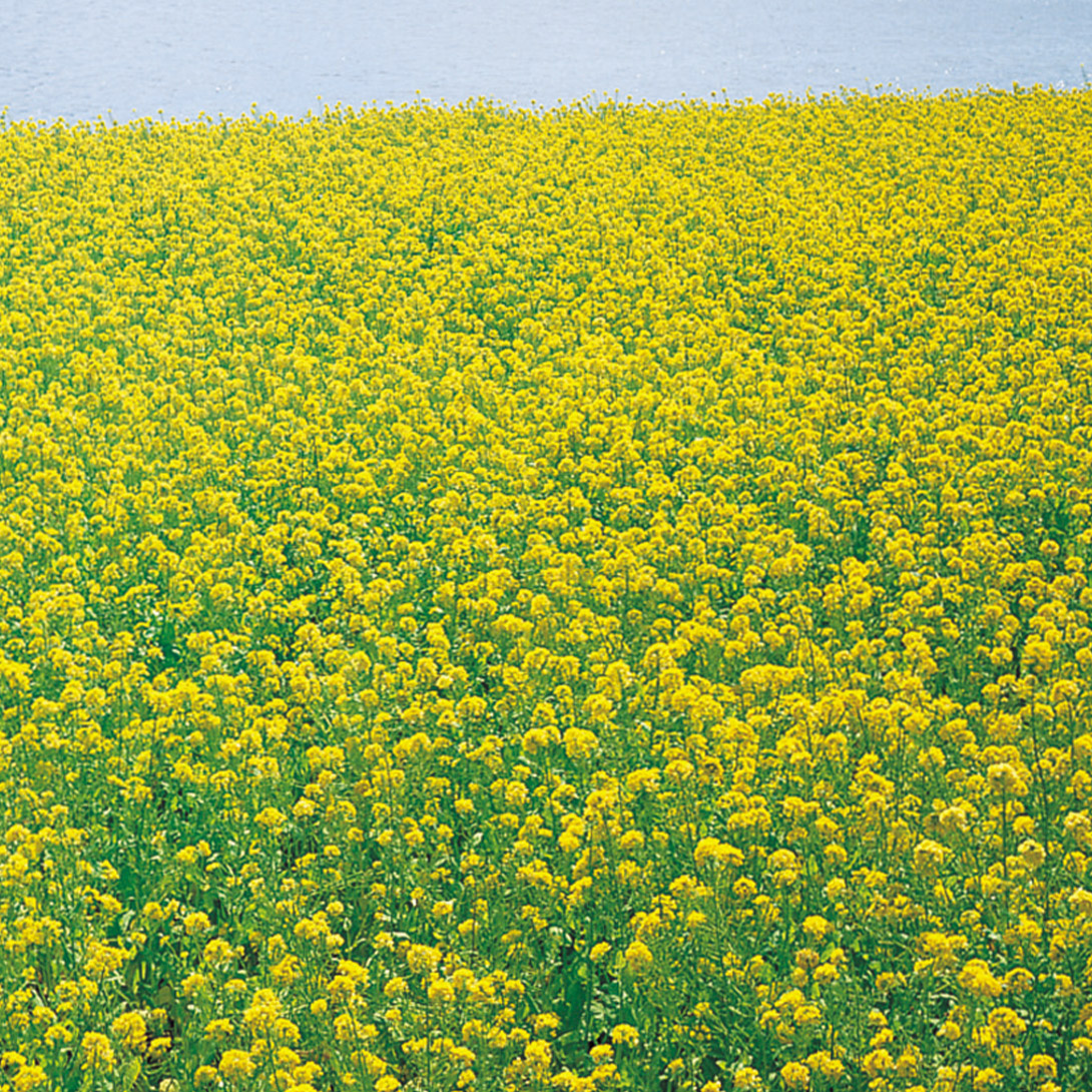 種 花たね 大量たね 春咲花菜 1袋（1000ml）