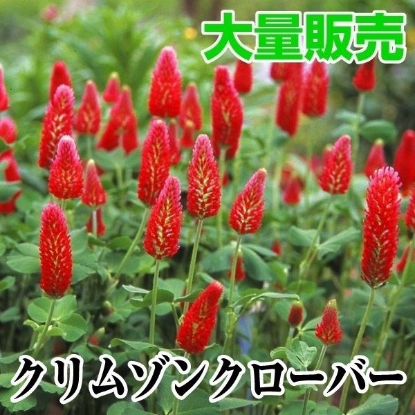 種 花たね 大量たね クリムゾンクローバー