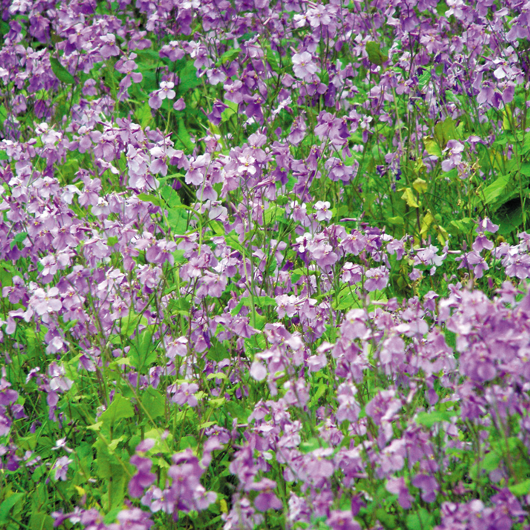 種 花たね 大量たね ムラサキハナナ(紫花菜) 1袋（100ml）