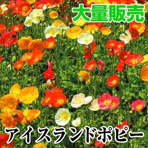種 花たね 大量たね アイスランドポピー
