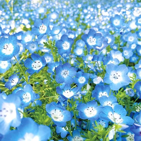 種 花たね 大量たね ネモフィラ