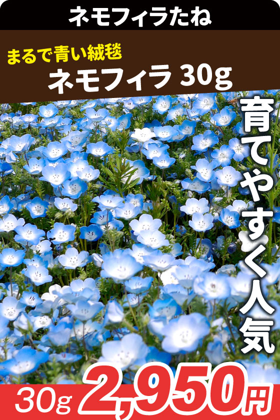 ネモフィラ 30g