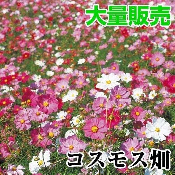 種 花たね 大量たね コスモス畑