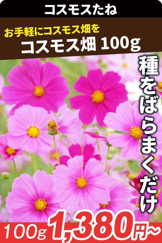 コスモス畑 100g