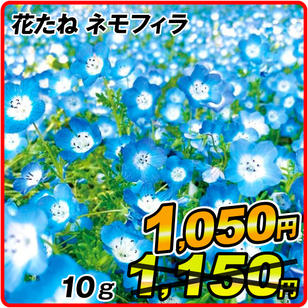 ネモフィラ