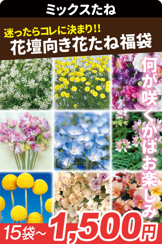 夏咲き切り花ミックス