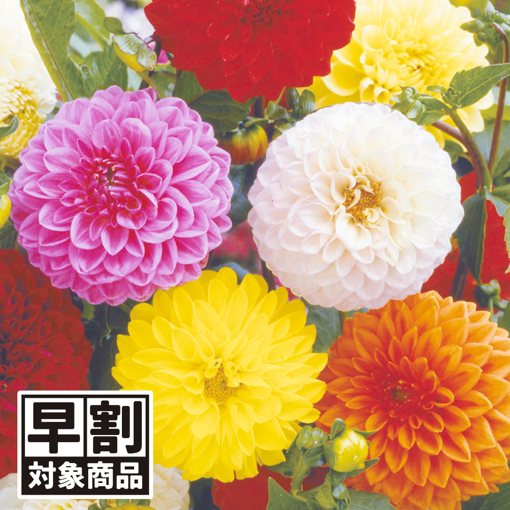 （早期予約販売たね）種 花たね ダリア ポンポン咲混合 1袋（300mg) /26年春発送【送料グループ:54ﾂ】