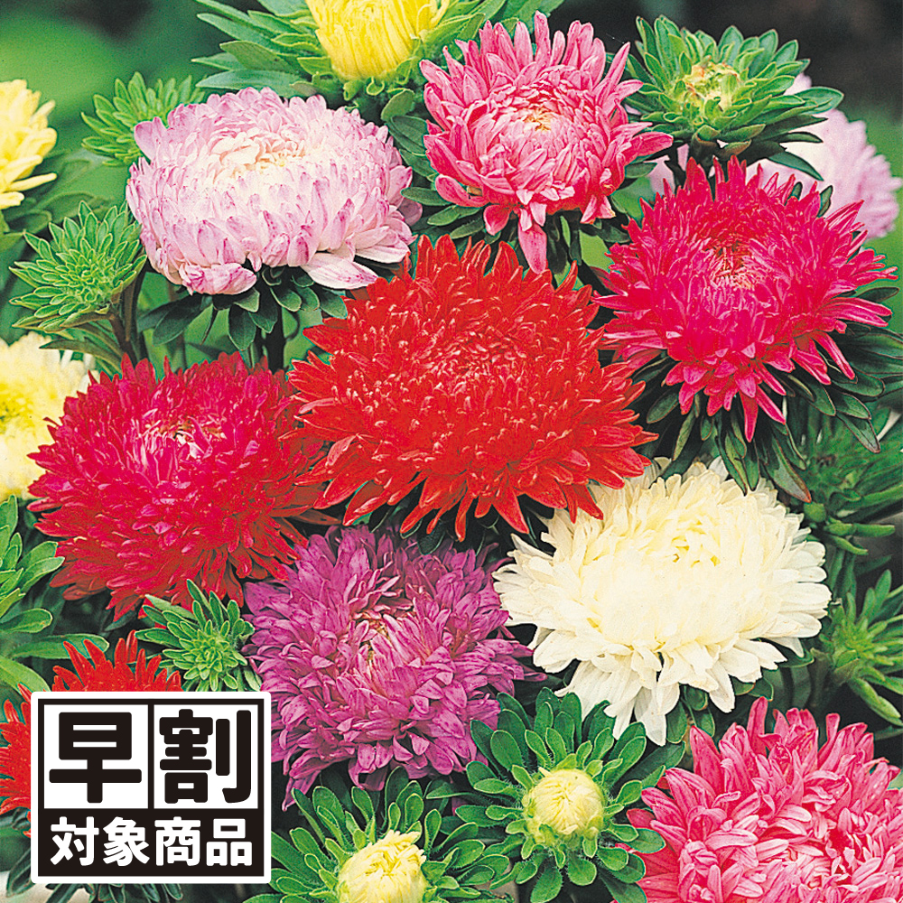 （早期予約販売たね）種 花たね 牡丹咲アスター混合 1袋（400mg) /26年春発送【送料グループ:54ﾂ】