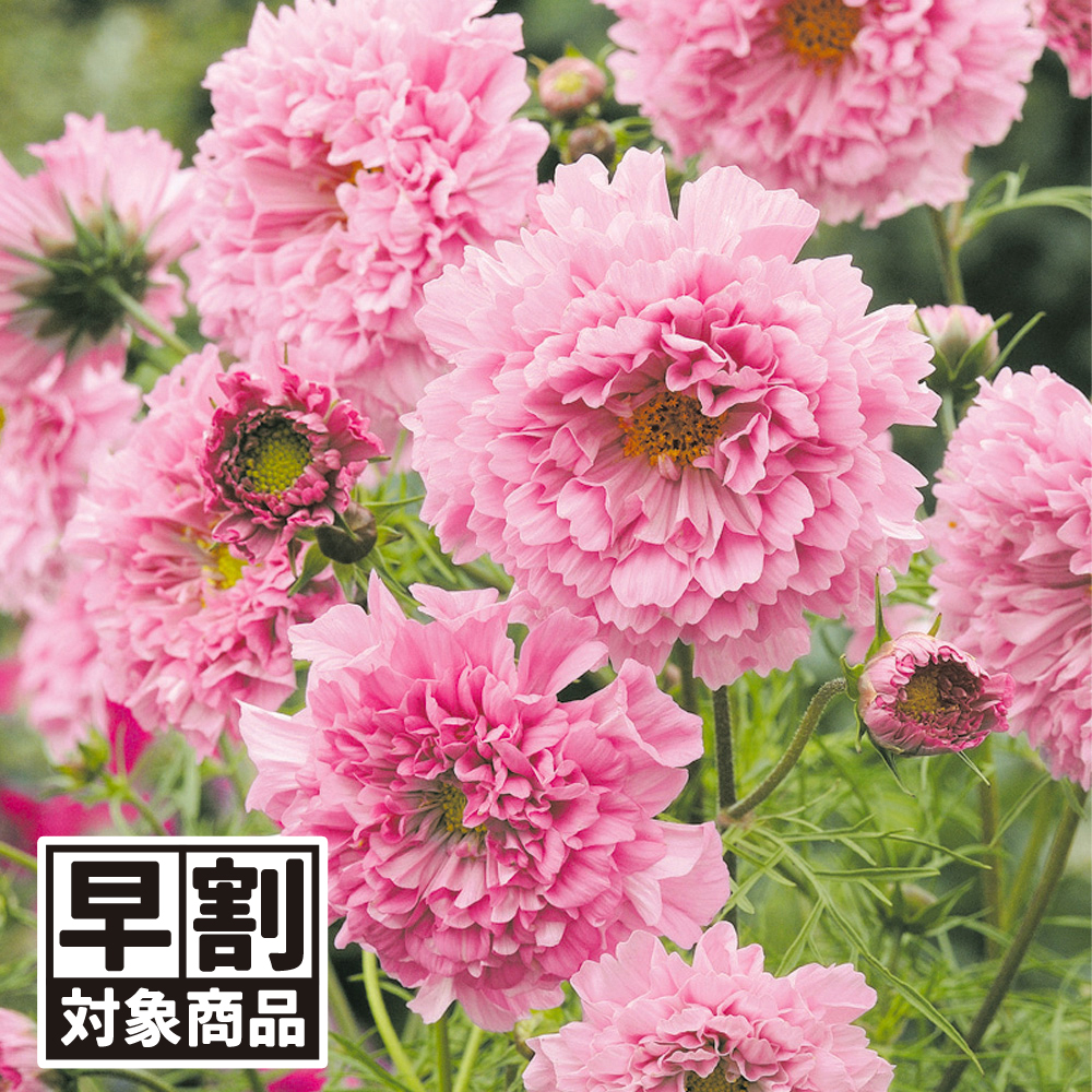 （早期予約販売たね）種 花たね コスモス ダブルクリック ローズボンボン 1袋（100mg) /26年春発送【送料グループ:54ﾂ】