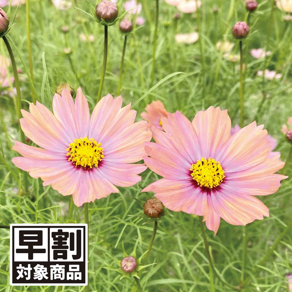 （早期予約販売たね）種 花たね コスモス オレンジキャンパス 1袋(20粒) /26年春発送【送料グループ:54ﾂ】