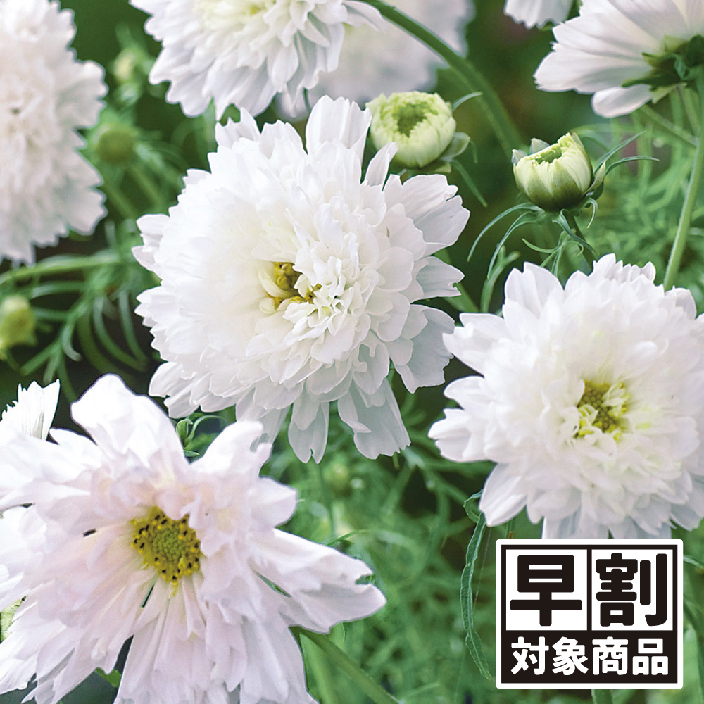 （早期予約販売たね）種 花たね コスモス ダブルクリック スノーパフ 1袋(100mg) /26年春発送【送料グループ:54ﾂ】