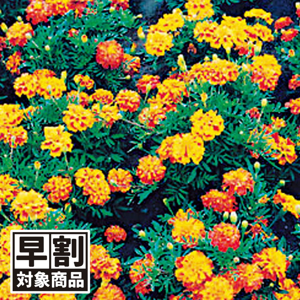 （早期予約販売たね）種 花たね フレンチマリーゴールド 八重咲混合 1袋(500mg) /26年春発送【送料グループ:54ﾂ】