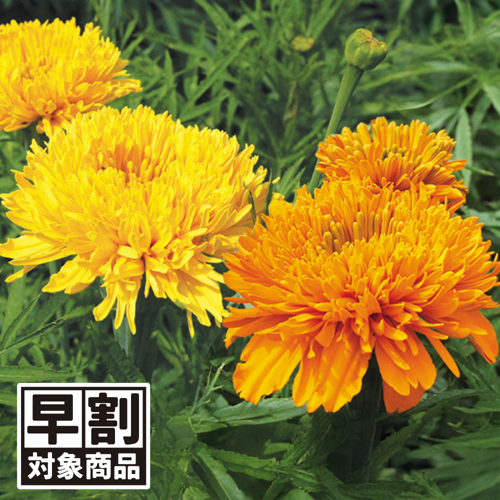 （早期予約販売たね）種 花たね マリーゴールド マムミックス(黄・橙) 1袋(300mg) /26年春発送【送料グループ:54ﾂ】