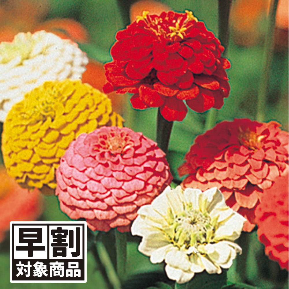 （早期予約販売たね）種 花たね 百日草 リリパット混合 1袋(1000mg) /26年春発送【送料グループ:54ﾂ】