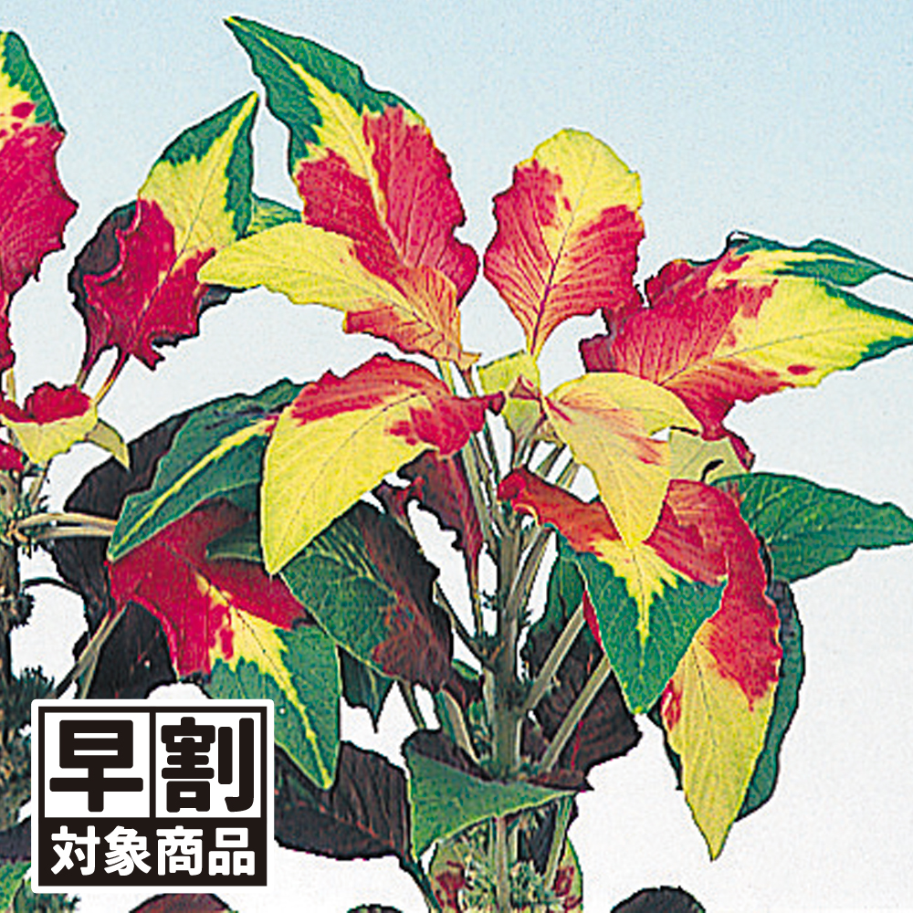 （早期予約販売たね）種 花たね 三色葉げいとう混合 1袋（100mg) /26年春発送【送料グループ:54ﾂ】