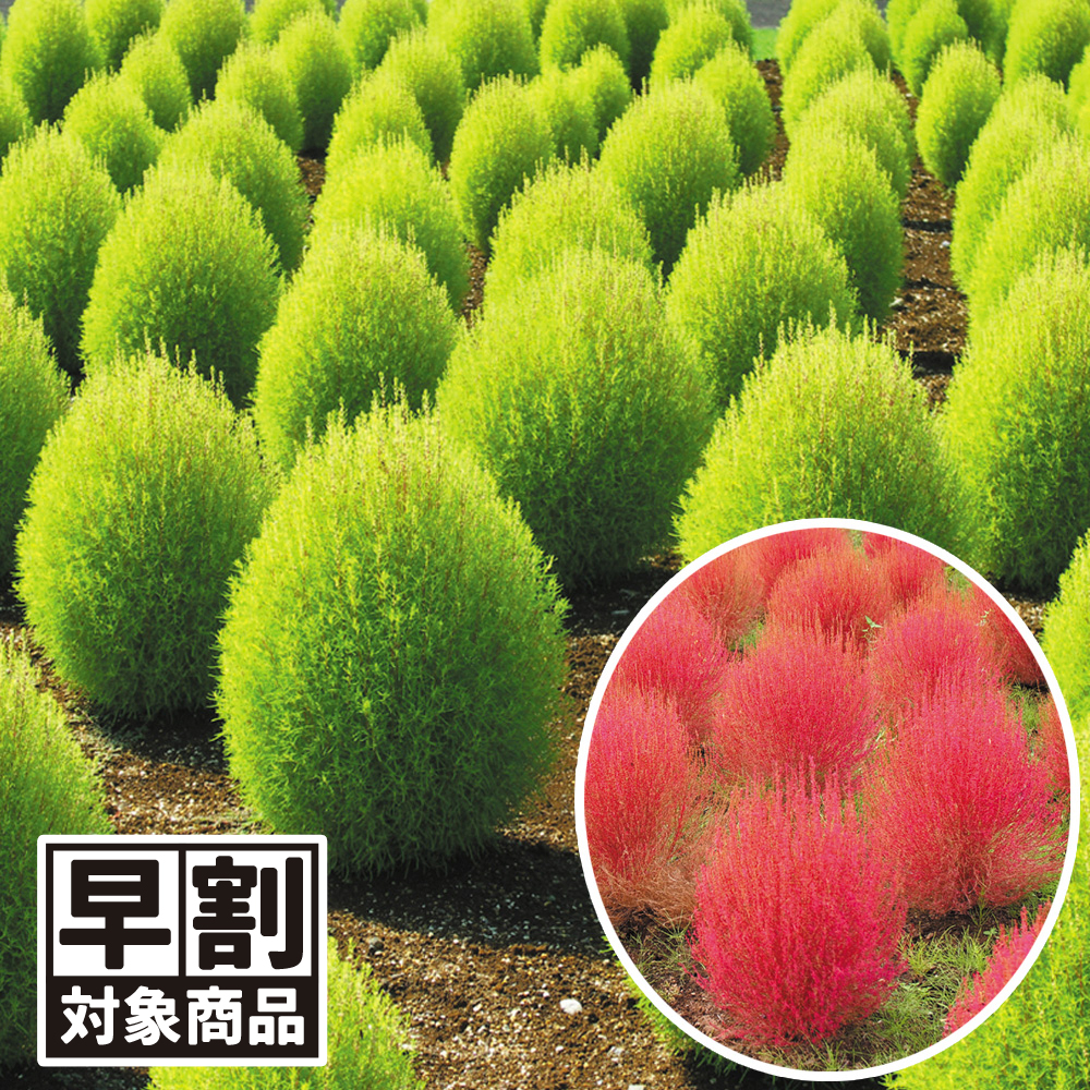 （早期予約販売たね）種 花たね コキア 1袋(300mg) /26年春発送【送料グループ:54ﾂ】