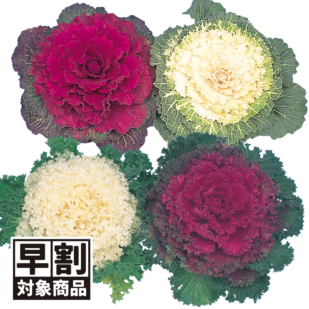 （早期予約販売たね）種 花たね 葉牡丹混合(丸葉・縮緬葉) 1袋(150mg) /26年春発送【送料グループ:54ﾂ】