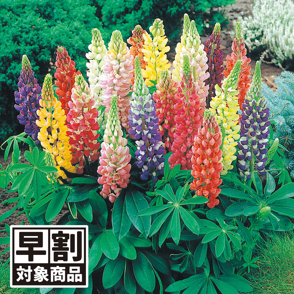 （早期予約販売たね）種 花たね ラッセルルピナス混合 1袋（500mg) /26年春発送【送料グループ:54ﾂ】