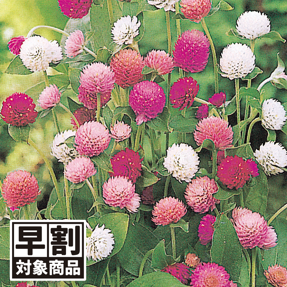（早期予約販売たね）種 花たね 千日紅美色混合 1袋(300mg) /26年春発送【送料グループ:54ﾂ】