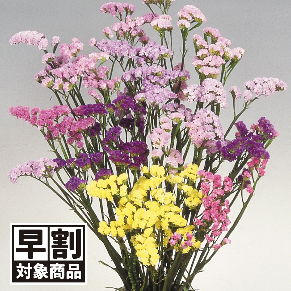 （早期予約販売たね）種 花たね スターチス混合 1袋(100mg) /26年春発送【送料グループ:54ﾂ】