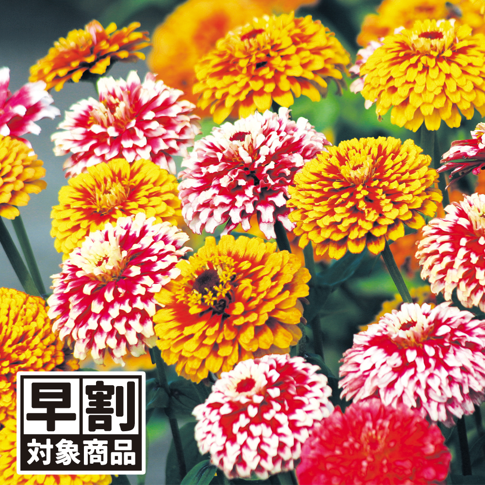 （早期予約販売たね）種 花たね 百日草 サルシアンドミックス(マズルキア・マカレニア) 1袋（500mg) /26年春発送【送料グループ:54ﾂ】