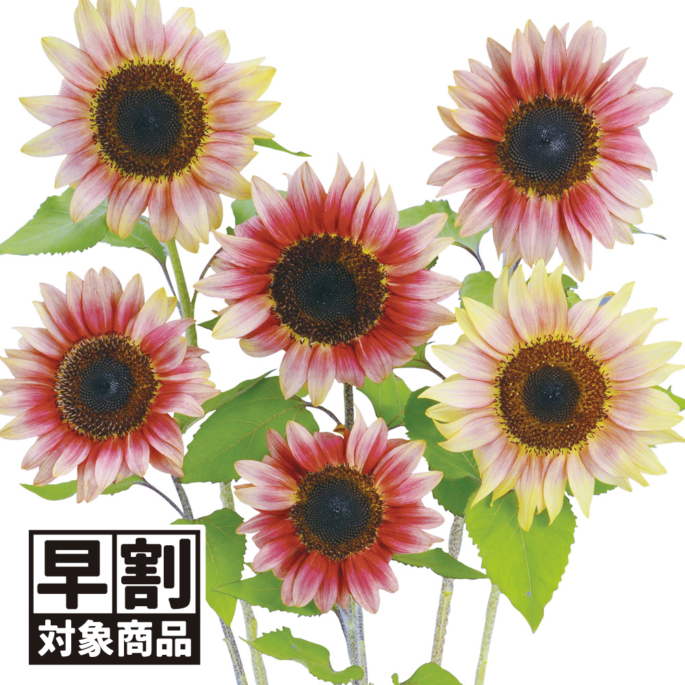 （早期予約販売たね）種 花たね ヒマワリ F1プロカットプラム 1袋(20粒) /26年春発送【送料グループ:54ﾂ】