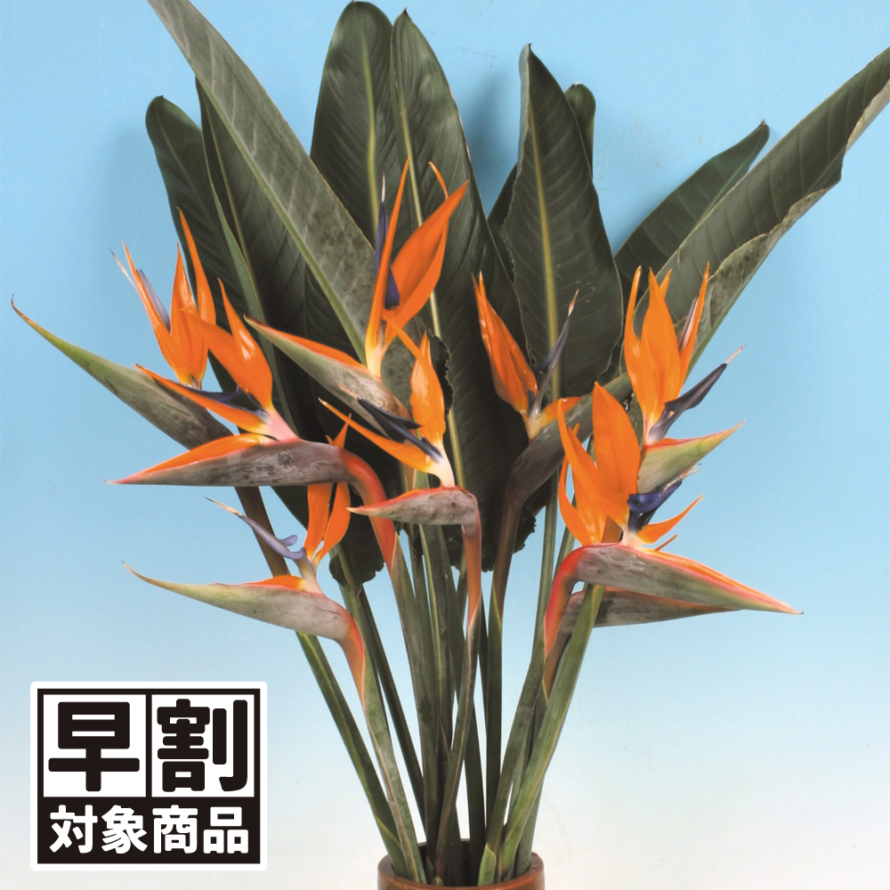 （早期予約販売たね）種 花たね ストレリチア レジナ 1袋(10粒) /26年春発送【送料グループ:54ﾂ】