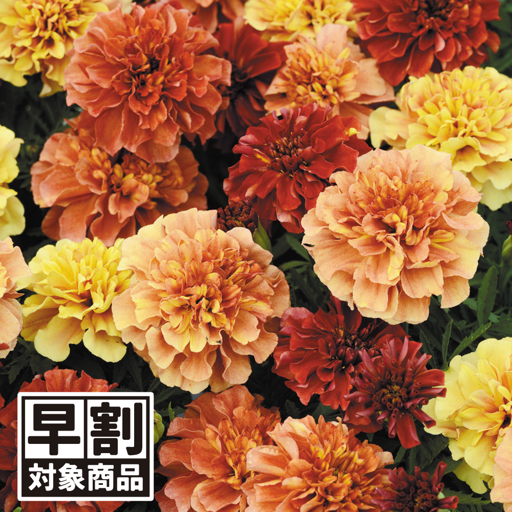 （早期予約販売たね）種 花たね フレンチ マリーゴールド ストロベリーブロンド 1袋(30粒) /26年春発送【送料グループ:54ﾂ】