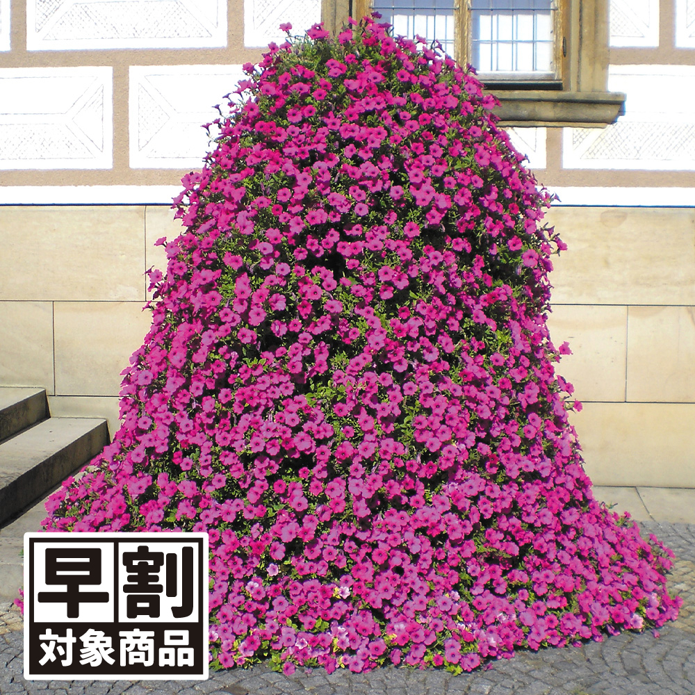 （早期予約販売たね）種 花たね ペチュニア F1ベルベットパープル 1袋(20粒) /26年春発送【送料グループ:54ﾂ】