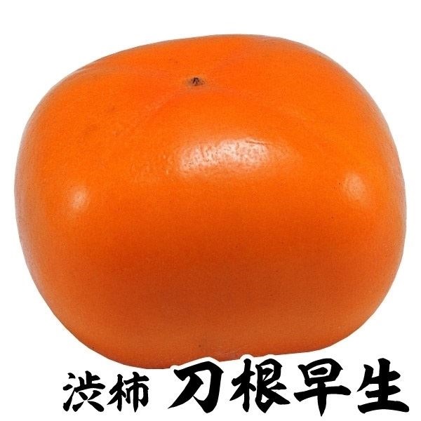 果樹苗 カキ 渋柿 刀根早生 1株
