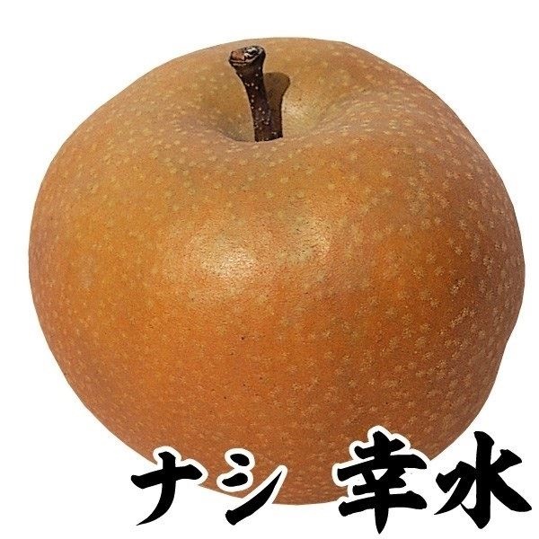 果樹苗 ナシ 幸水 1株