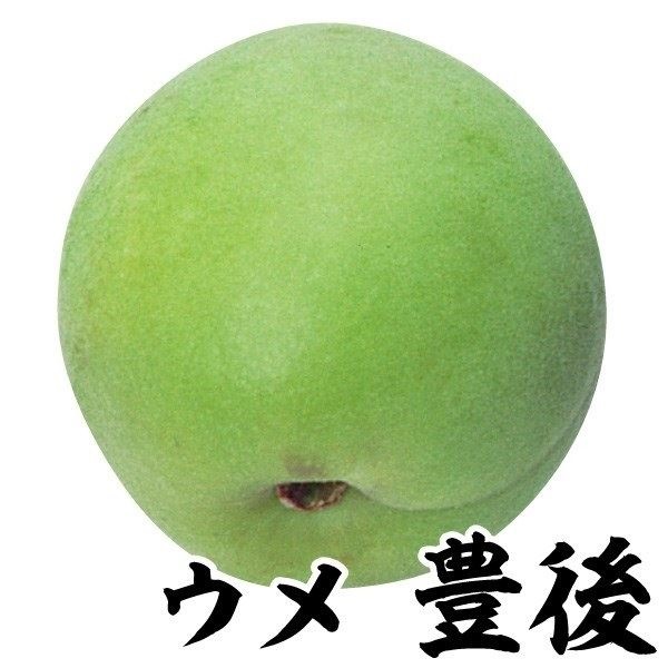 果樹苗 ウメ 豊後(大梅) 1株