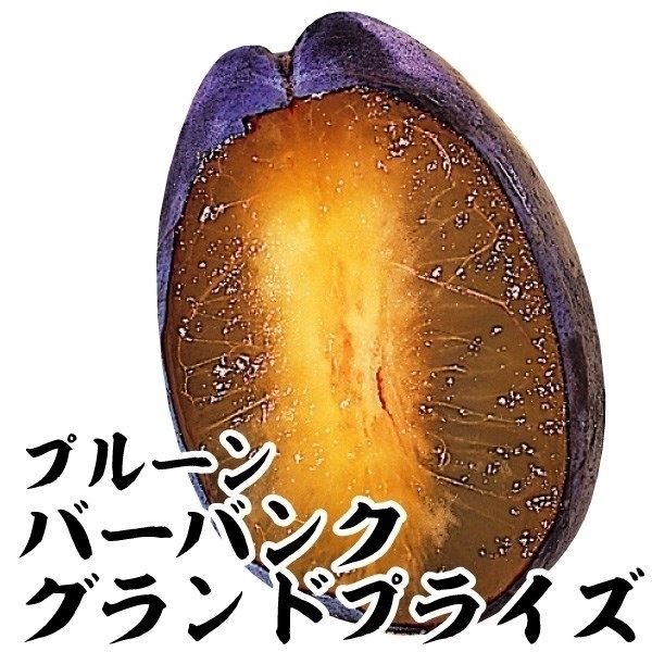 果樹苗 プルーン バーバンクグランドプライズ 1株