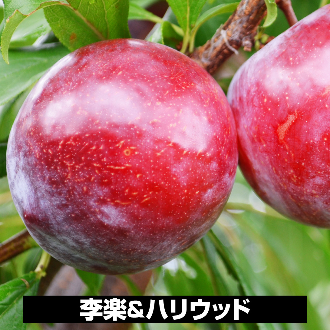 果樹苗 スモモ 李楽＆ハリウッド 2種2株