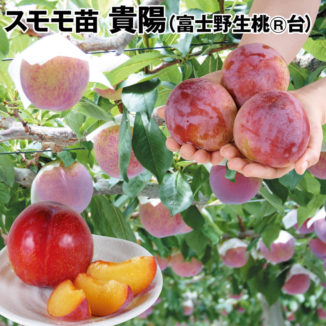 果樹苗 スモモ 貴陽 （富士野生桃R台） 1株