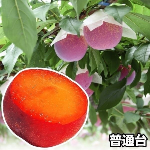 果樹苗 スモモ 貴陽 (普通台） 1株