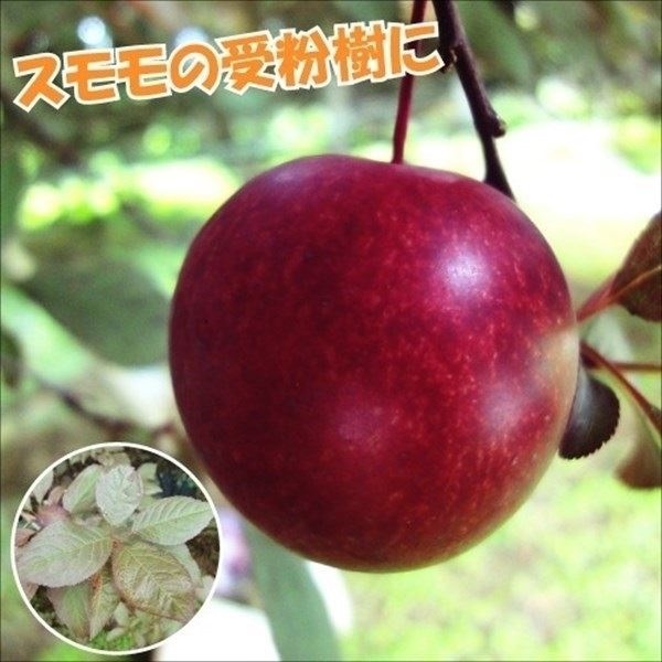 果樹苗 スモモ ハリウッド 1株 スモモ受粉樹