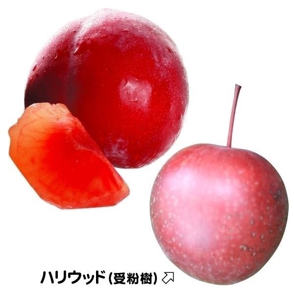 果樹苗 スモモ サンローゼス＆ハリウッド(受粉樹) 2種2株