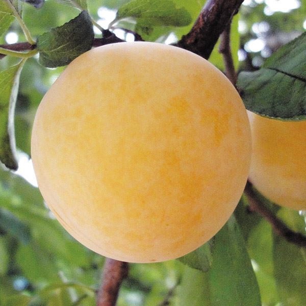 果樹苗 スモモ 白はらんきょ 1株