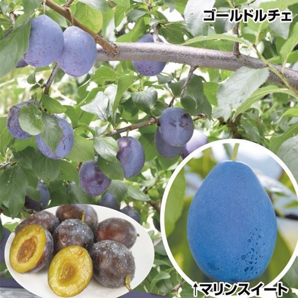 果樹苗 プルーン 豊産プルーンセット 2種2株