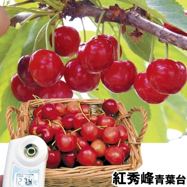 果樹苗 サクランボ 紅秀峰 青葉台 1株