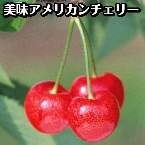 果樹苗 サクランボ アメリカンチェリー スタークリムソン 1株