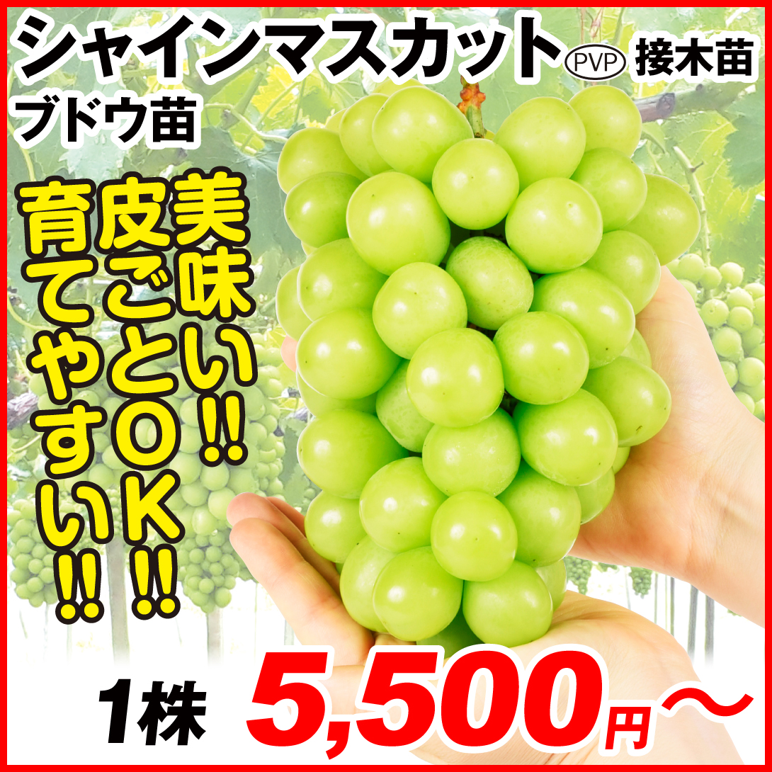 シャインマスカット接木苗 ブドウ
