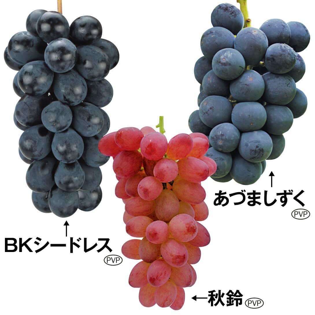 果樹苗 ブドウ 種なしブドウセット 3種3株