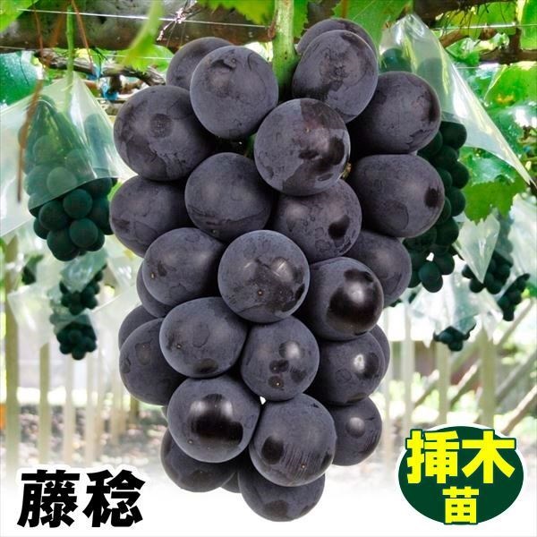 果樹苗 ブドウ 藤稔 挿木苗 1株