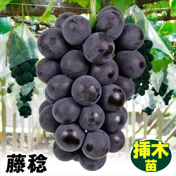果樹苗 ブドウ 藤稔 接木苗 1株