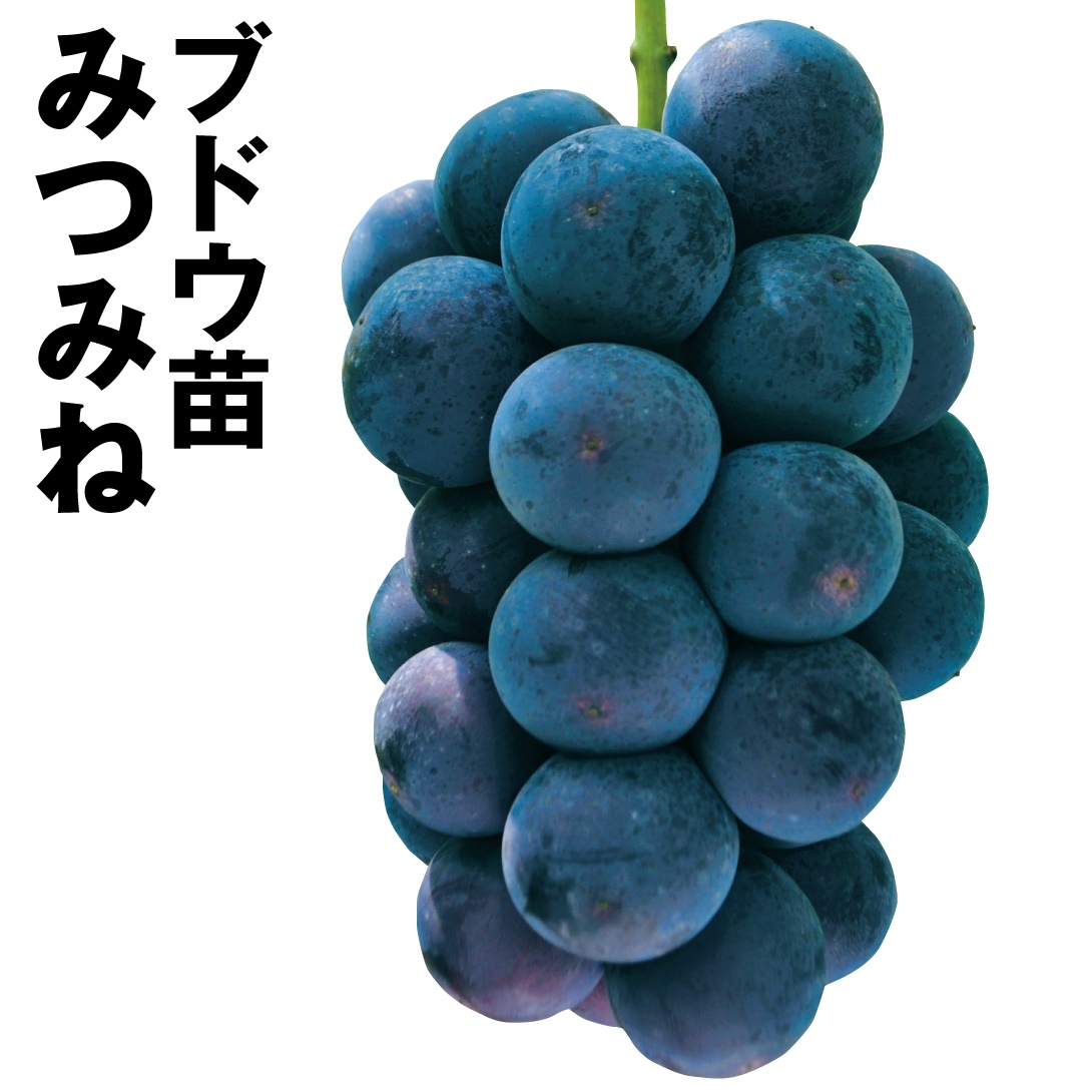 果樹苗 ブドウ みつみね 1株